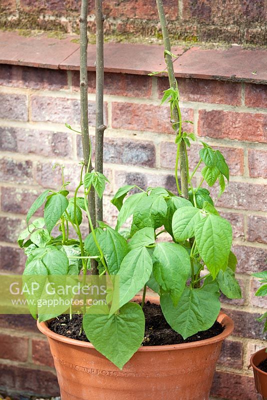 Step by step - growing Borlotto bean 'Firetongue' in container
