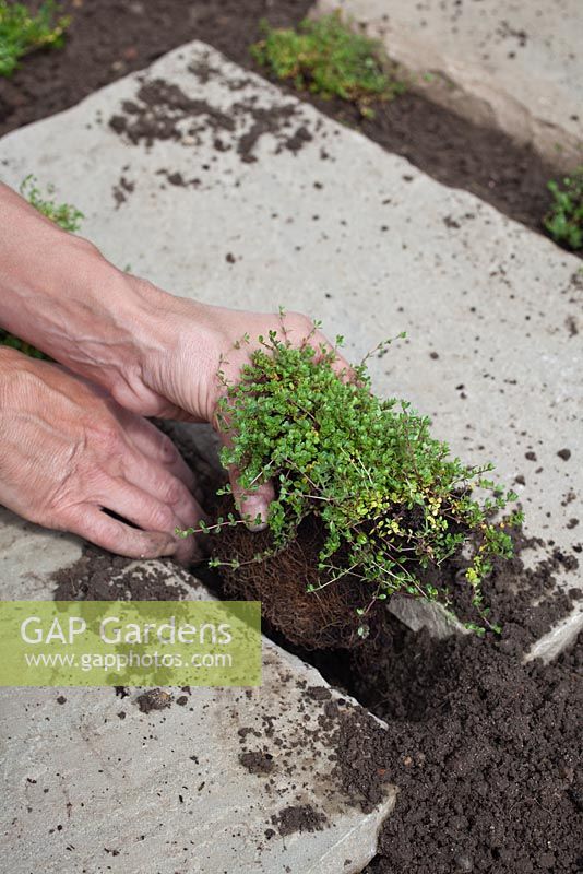 Step by step - planting Thymus 'Goldstream' and 'Russettings' between paving slabs