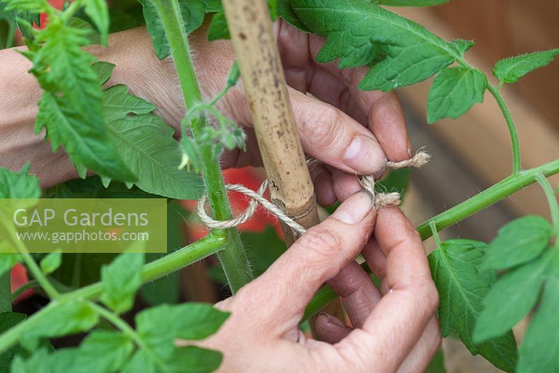 Step by step - pinching out side shoots and tying in tomato plants