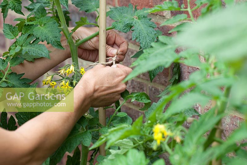 Step-by-step - Tying in tomatoes 'Orkado F1' growing in grow bags