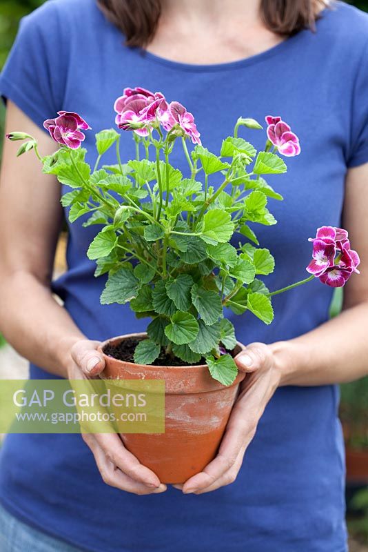 Step-by-step - Growing Pelargonium 'Black Knight' in container