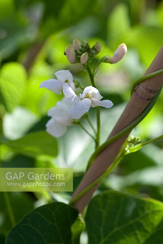 Step-by-step - Flowering climbing beans