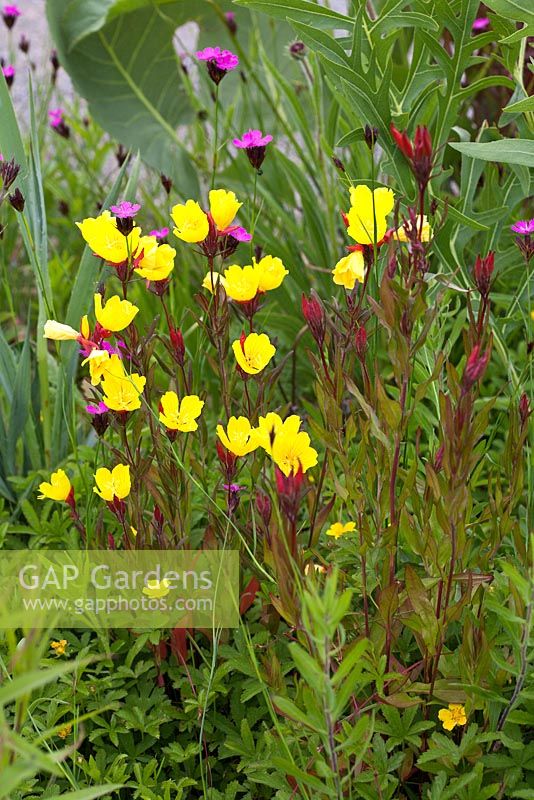 Oenothera tetragona, Dianthus carthusianorum and Geum triflorum in the perennial prairie meadow designed by Prof James Hitchmough at RHS Gardens Wisley