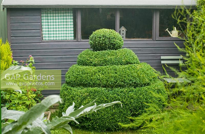Box topiary next to shed