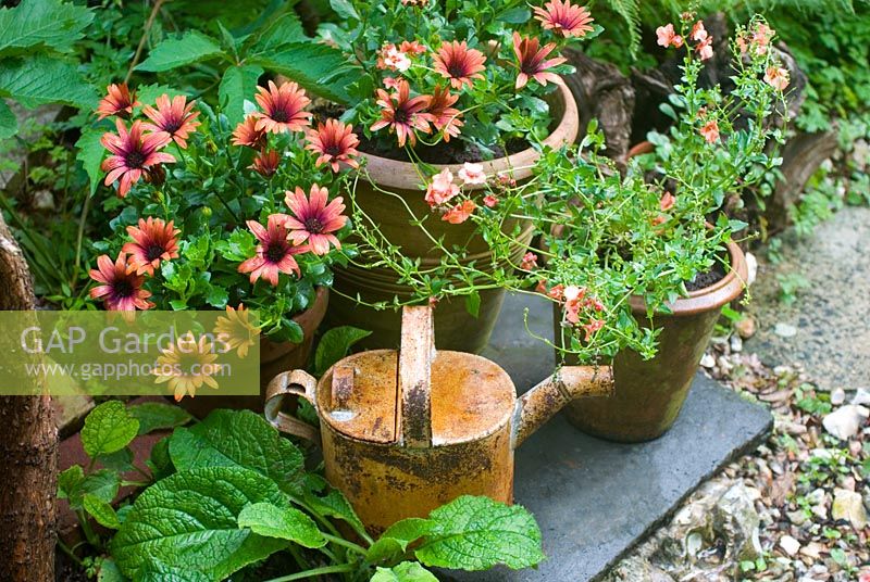 Osteospermum and Diascia in containers with rusty watering can
