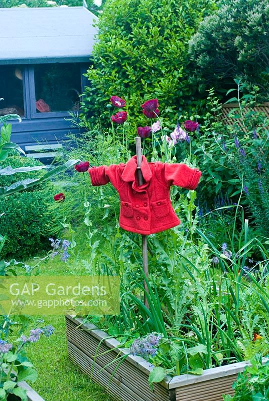 Garden scarecrow for Rememberance day surrounded by purple Papaver somniferum - Opium Poppies and Onions
