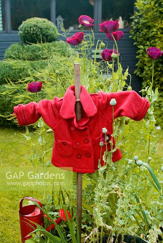Garden scarecrow surrounded by purple Papaver somniferum - Opium Poppies and Onions