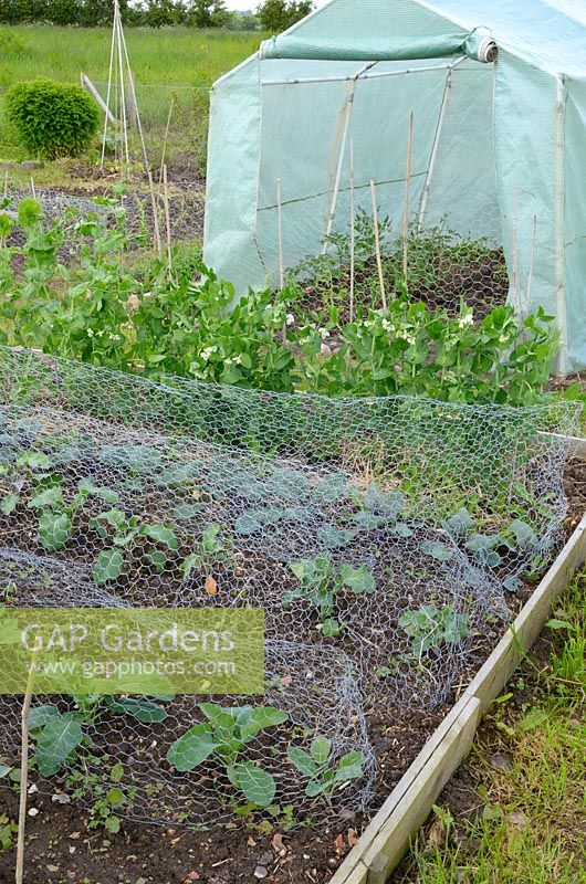 Small allotment with polytunnel and Brassica plants under wire netting for protection from pigeons and game birds, Norfolk, UK, June