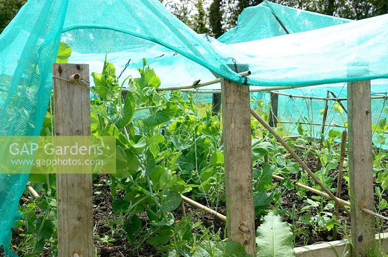 Garden Peas under protective netting for protection from pigeons and game birds, Norfolk, UK, June