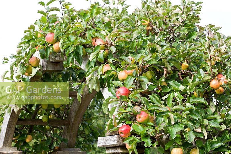 Malus domestica 'Jonagold' growing on a wooden arch frame