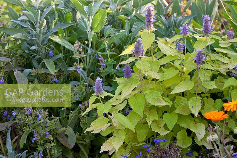 Detail from a kitchen garden with Agastache and Salvia officinalis