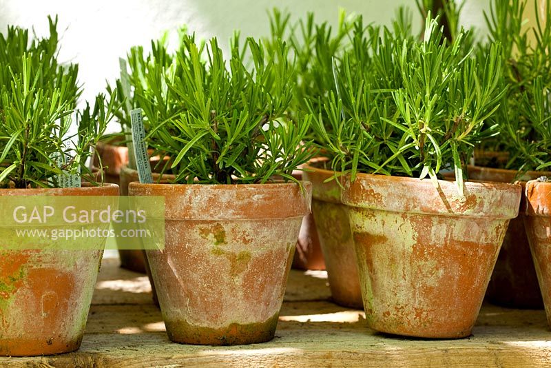 Rosmarinus officinalis in clay pots that have gathered some patina  