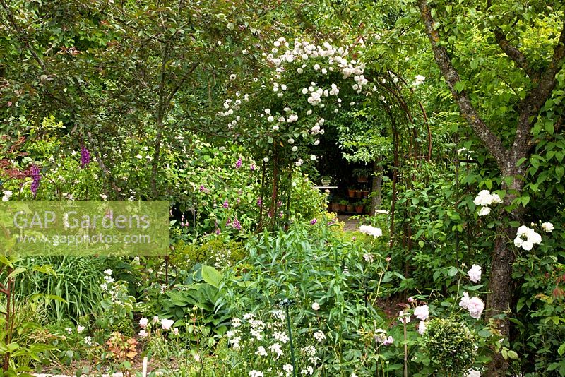 Rose arch in a garden with perennial planting, Digitalis purpurea, Hesperis matronalis 'Alba' and Hosta