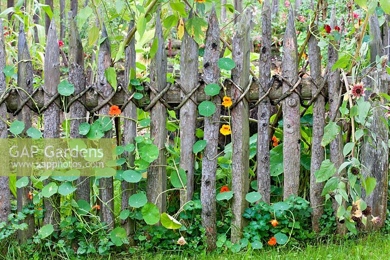 A rustic wooden picket fence with Tropaeolum majus