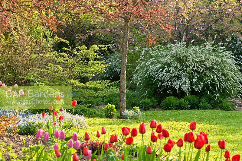 Spring garden with lawn and flowering,Cornus, Myosotis, Prunus, Spiraea, Tulipa