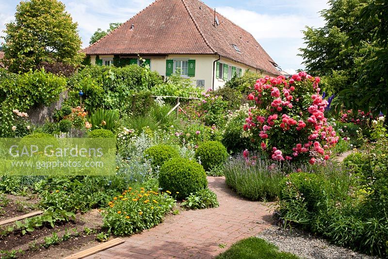 House and garden with box spheres, roses and a mixture of flowers and vegetables,'Rosarium Uetersen' - Buxus, Calendula officinalis, Lavandula angustifolia, Nigella damascena, Vitis