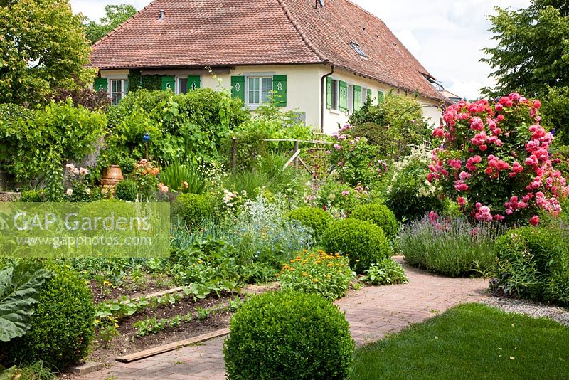 House and garden with roses, box spheres and vegetable patch mixed with flowers,'Rosarium Uetersen', Buxus, Lavandula angustifolia, Nigella damascena and Vitis 
