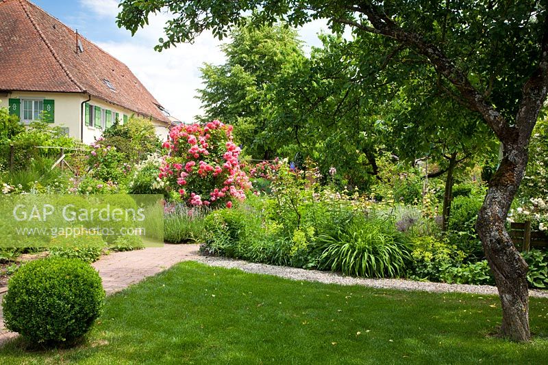 Pathway from house to shady garden with perennials,'Rosarium Uetersen', Buxus, Calendula officinalis, Nigella damascena, Prunus domestica 