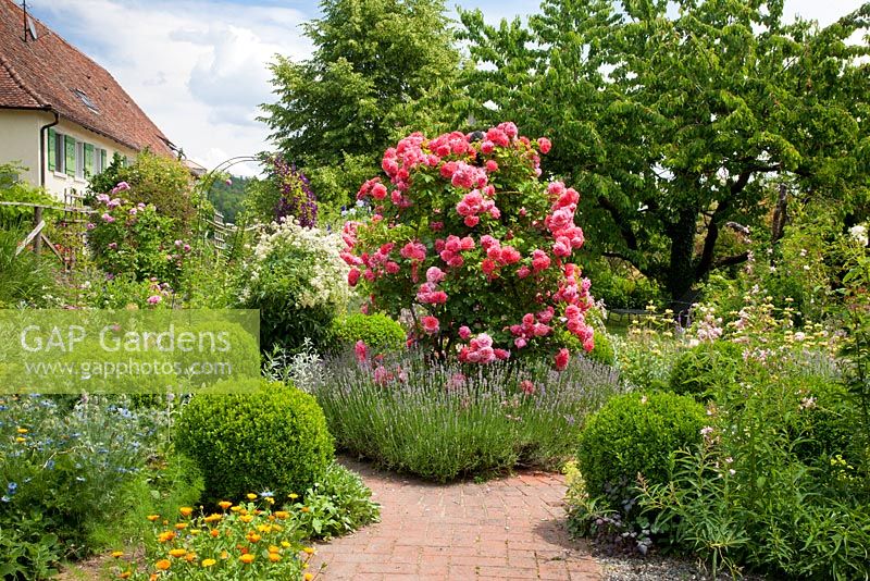 A flowering shrub rose next to lavender in a garden with box spheres, perennials and fruit trees