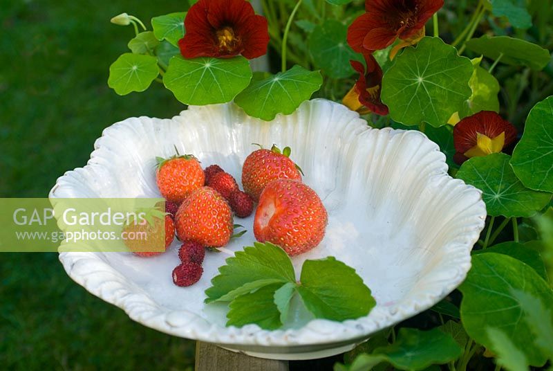 Picked strawberries and alpine strawberries on vintage china plate 