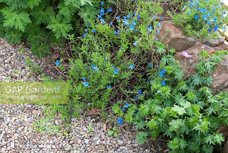 Lithodora diffusa 'Heavenly Blue' and Geranium softening the edge of a gravel path and stone wall