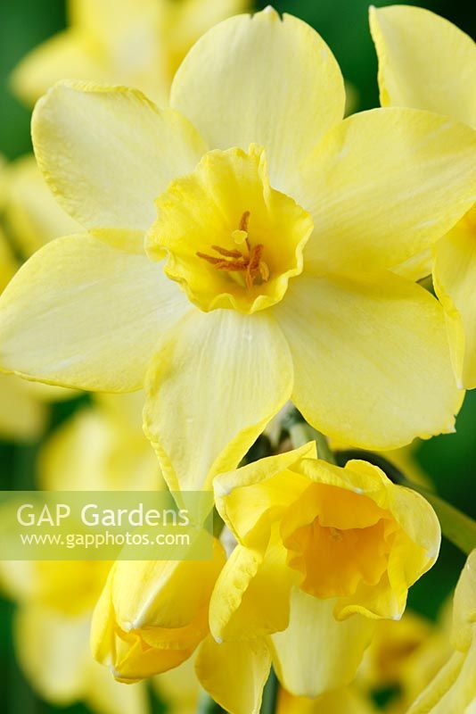 Narcissus 'Pipit' AGM Daffodil Div 7 Jonquilla
