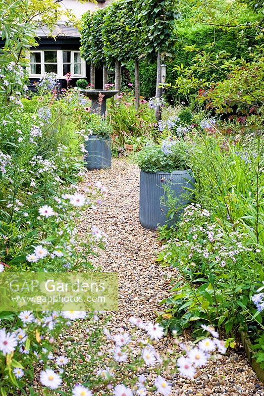 Gravel path with Asters, Agapanthus and containers of Pelargoniums - Brook Hall Cottages, Essex NGS