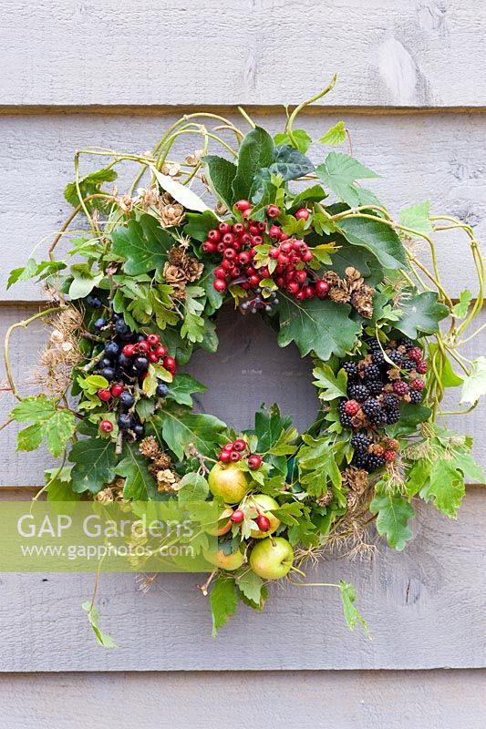 Autumn wreath made from foraged natural materials - wild berries and foliage inc Malus sylvestris - Crabapples, Crataegus monogyna - Hawthorn, Rubus fruticosus - Blackberries and Prunus spinosa - Sloes or Blackthorns
