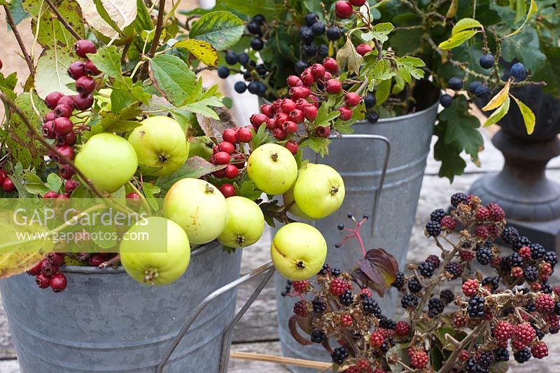 Autumn berries and foliage - Malus sylvestris - Crabapples and Crataegus monogyna - Hawthorn, in florists buckets
