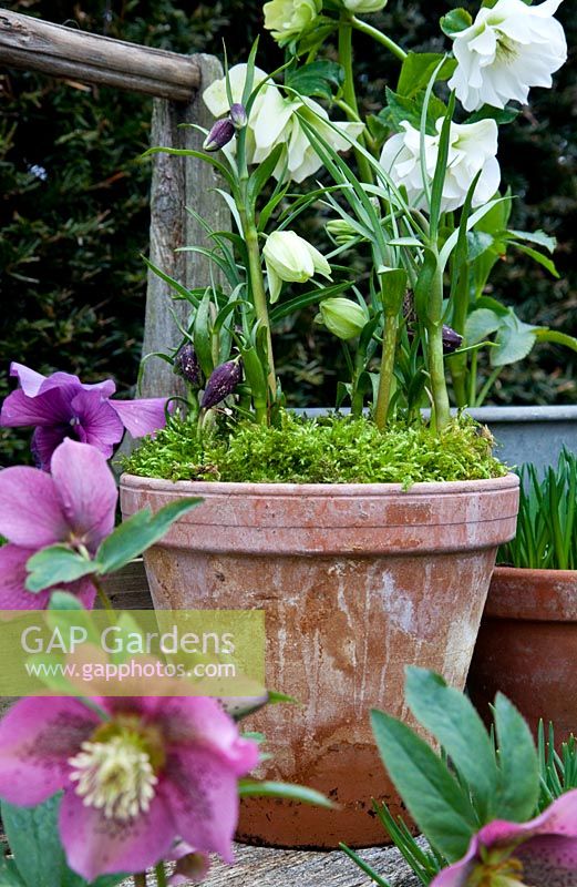 Spring display with Helleborus hybrids and Fritillaria meleagris in terracotta pots on a wooden bench