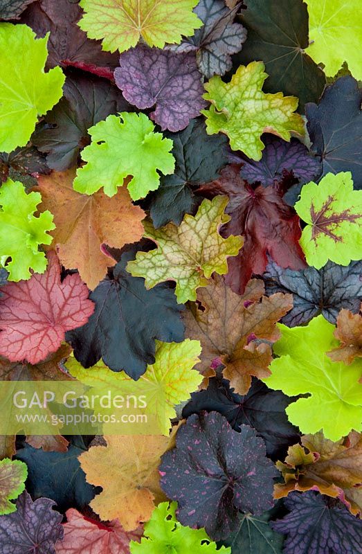 A collection of leaves from many varieties of Heuchera - Coral Bells. The varieties are Electirc Lime, Citronelle. Lime Marmelade, Lime Rickey, Caramel, Marmelade, Black Out, Plum Pudding, Velvet Night, Midnight Rose, Ginger Ale, Obsidian, Peach Flambe, Georgia Peach, Plum Royal 