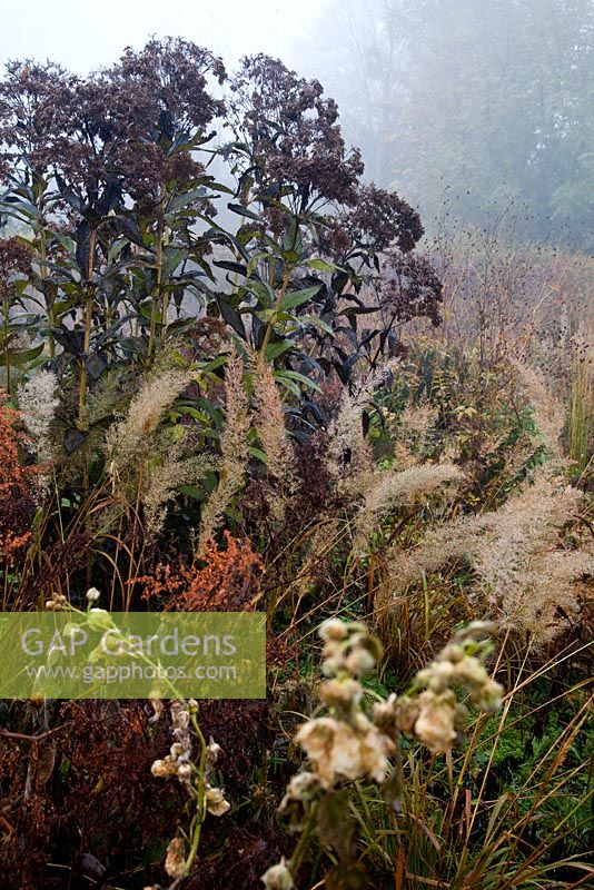 Border in autumn with Calamagrostis brachytricha, Eupatorium maculatum 'Album'  - Korean Feather grass and White spotted joe pyeweed