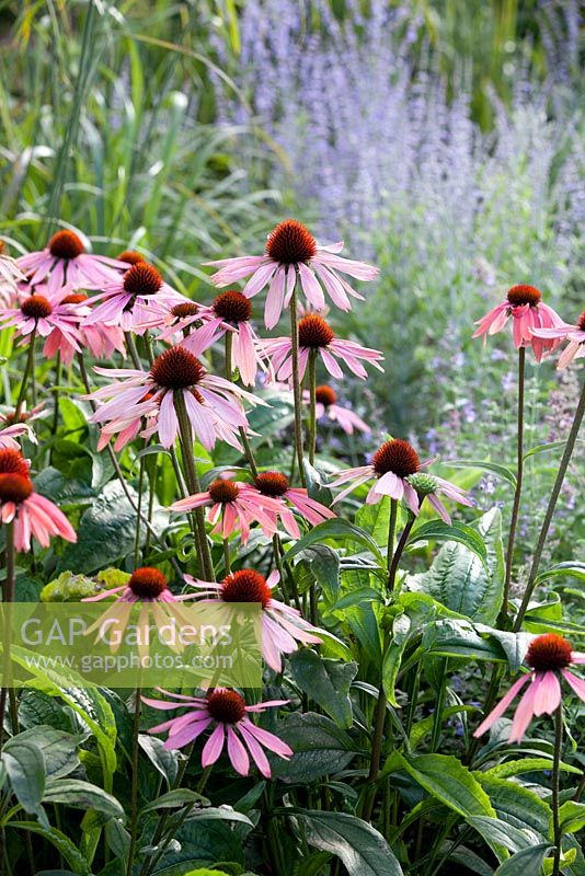 Echinacea 'Summer Sky' and in the background grass and Perovskia 'Little Spire' - Coneflower and Russian Sage