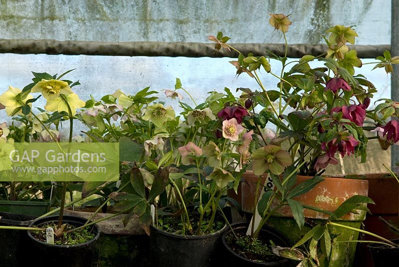 Hellebores in the polytunnel. It takes between 3 to 7 years to see the result of a cross-pollination - National Collection of hellebores in pots, Hazles Cross Farm 