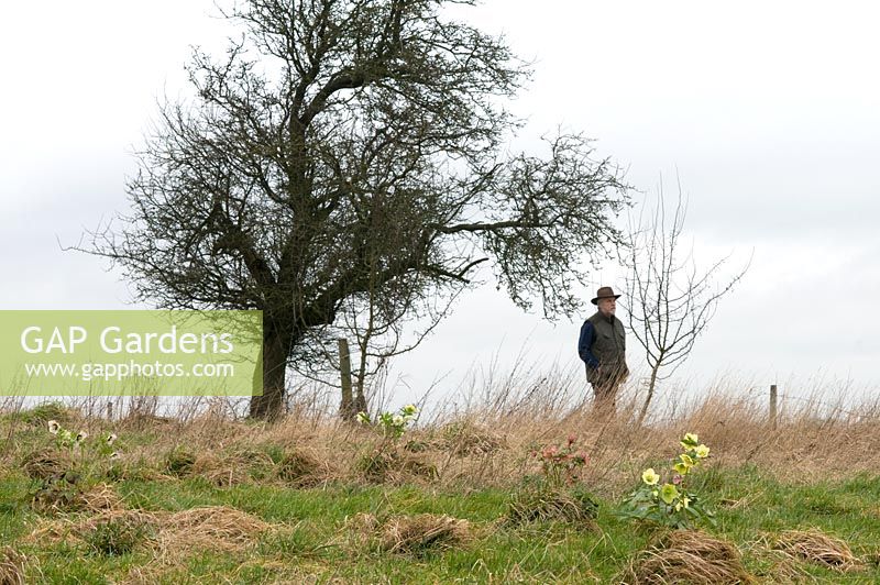 Mike Byford at Hazles Cross Farm enjoying a walk in his fields where he grows Hellebores. 