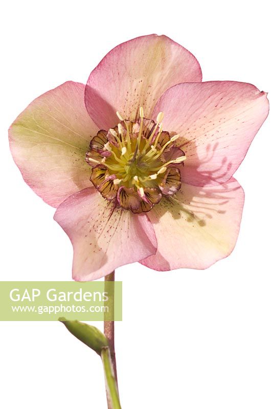 Hellebore hybrid semi-double, Anemone centred, light pink-green with light spotting to inner and outer sepals - Hazel Cross Farm