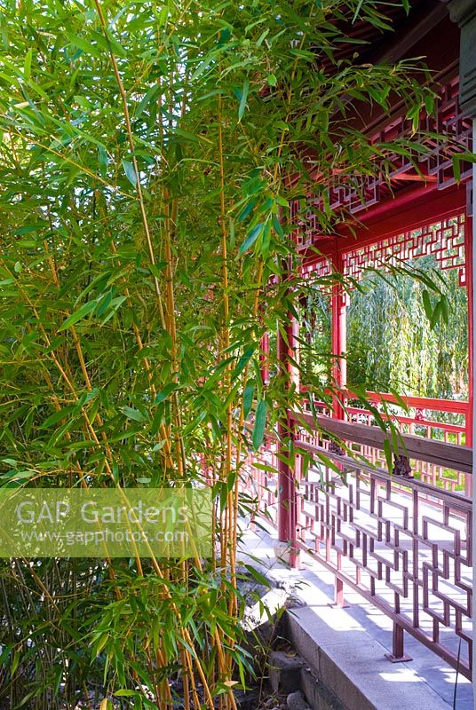Walk in Chinese garden with bamboo
