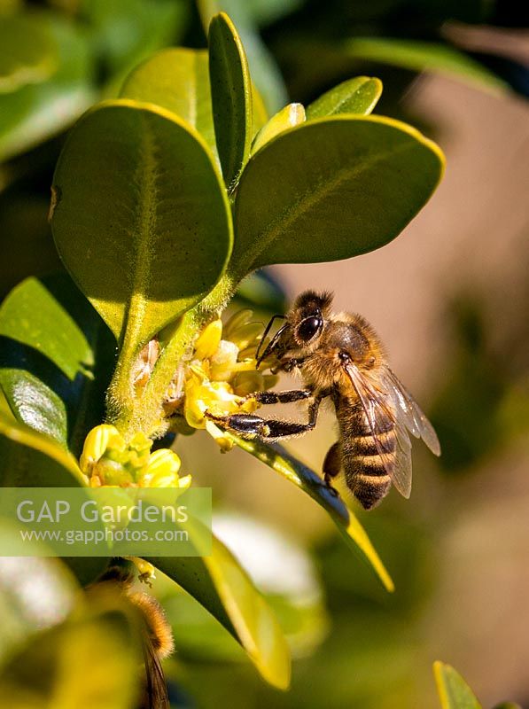 Apis mellifera in Buxus - Honey Bee collecting pollen from Buxus