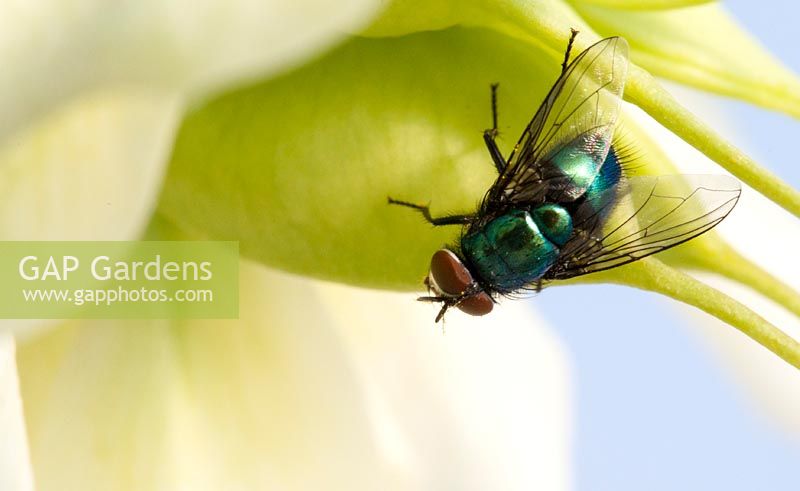 Lucilia caesar in Helleborus flower - Common Green Bottle fly