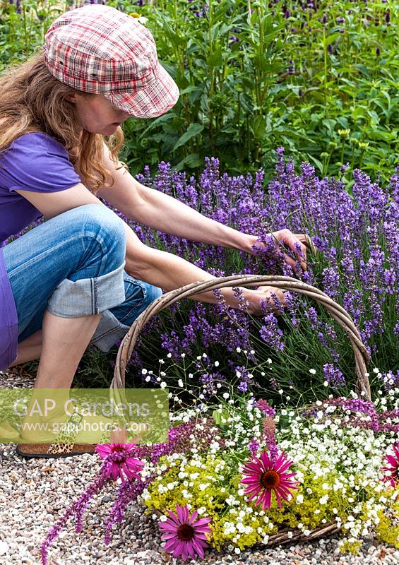 Woman with basket cutting lavender for a bouquet. The bouguet consist of coneflower, sage, Gypsophila and Ladys Mantle.