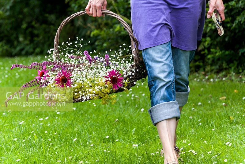 Woman walking in the garden with a bouquet of perennial cutflowers in a basket. The bouguet consist of coneflower, sage, Gypsophila and  Ladys Mantle. In the background lavender.