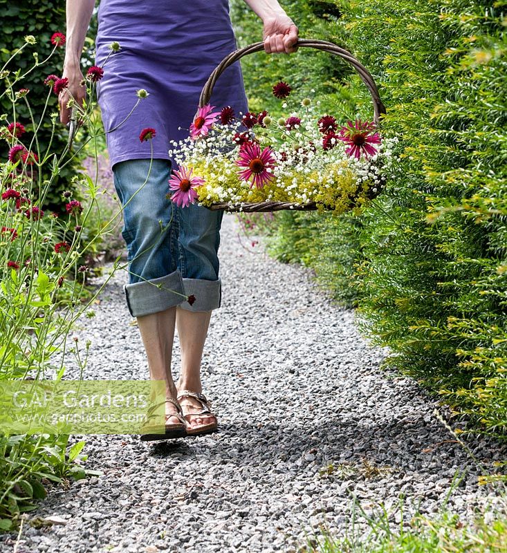Woman walking in the garden with a bouquet of perennial cutflowers in a basket. The bouguet consist of coneflower, Knautia, Gypsophila and  Ladys Mantle.