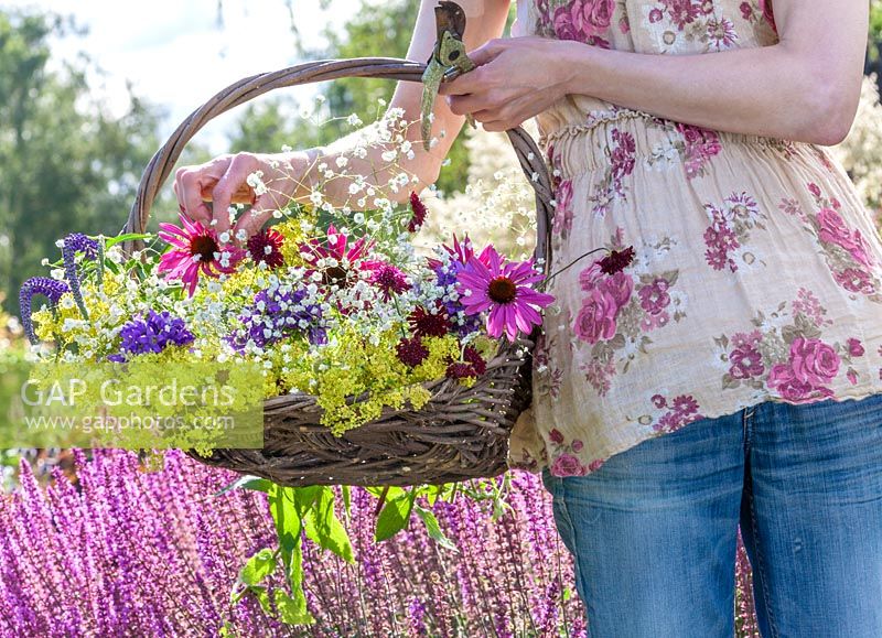 Woman with basket cutting perennial flowers for a bouquet. The bouguet consist of coneflower, Gypsophila, Campanula. Knautia and Ladys Mantle. In the background Salvia nemorosa 'Amethyst'.