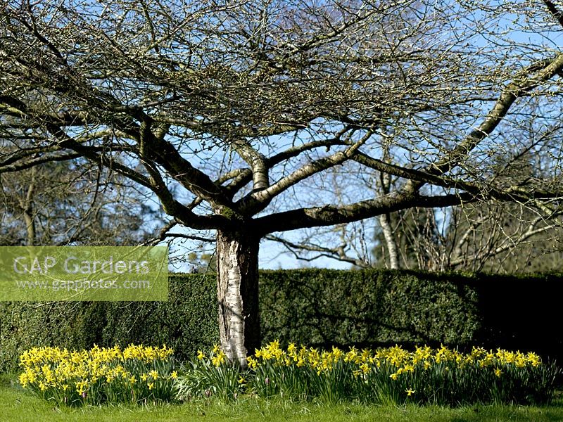 Clumps of Narcissus 'February Gold' around a Prunus - Cherry tree at Broadleigh Gardens