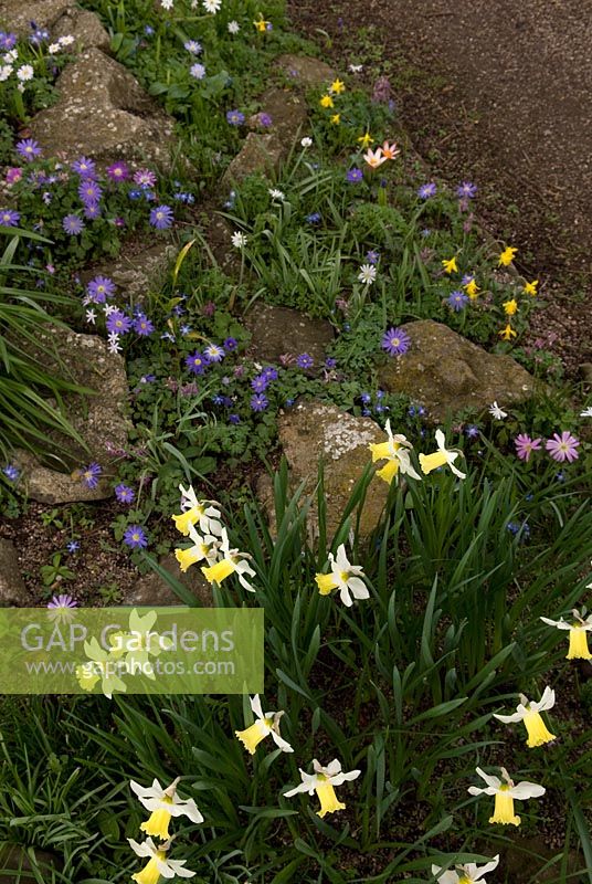 Narcissus 'Jenny' with Anemone blanda and Anemone ranuncoloides in the rockery at Broadleigh Gardens
