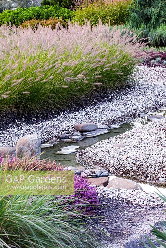 Stream winding through gravel garden with Pennisetum alopecuroides and Calluna vulgaris - Heathers 

