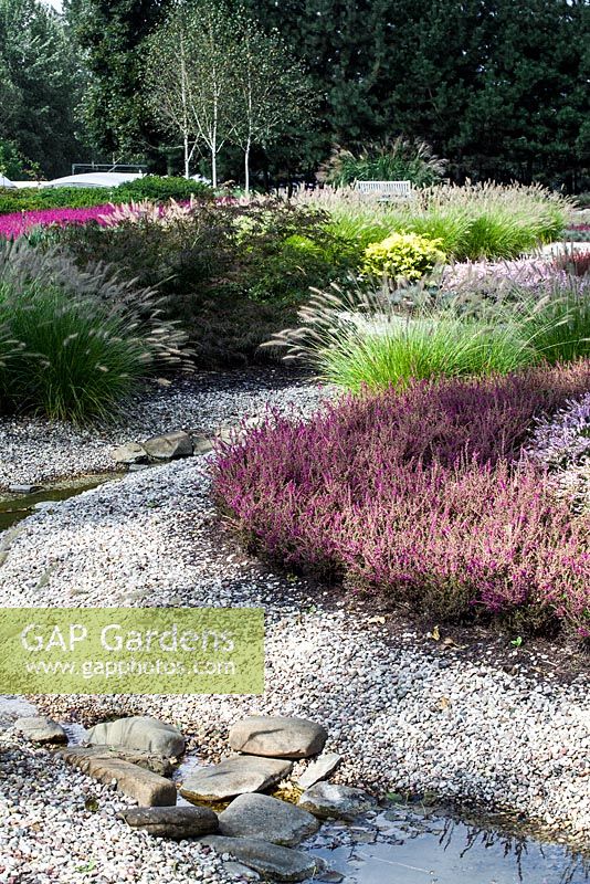 Modern style planting with Calluna vulgaris and Pennisetum alopecuroides