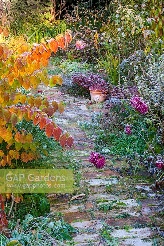 Autumn border and pathway with hoar frost