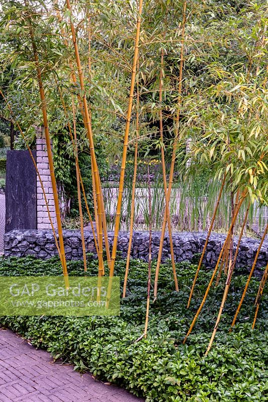 Bamboo border in Japanese style garden