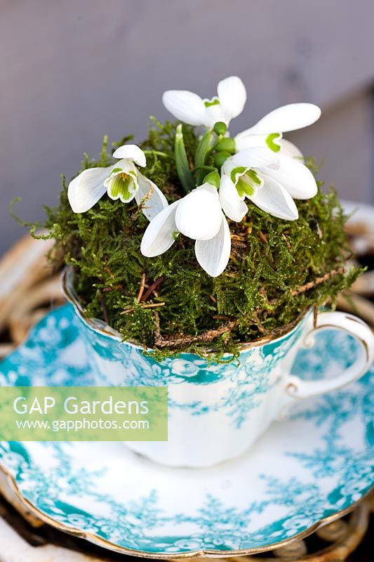 Galanthus nivalis - Snowdrops in vintage teacup